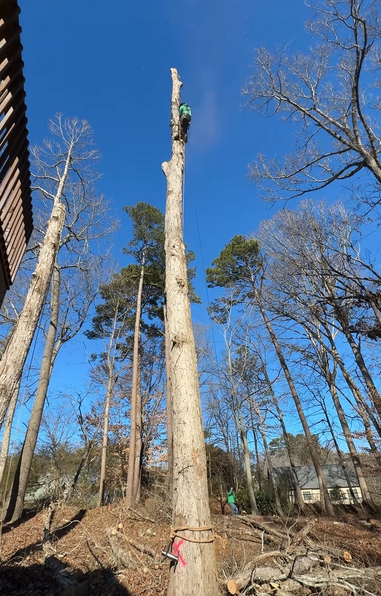Certified arborist performing tree trimming and pruning services in Missouri, TX