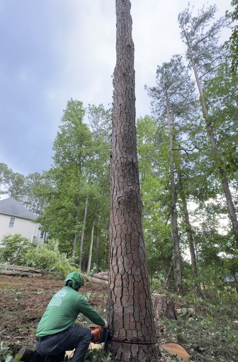 Professional tree removal service cutting large tree trunk in Missouri, TX